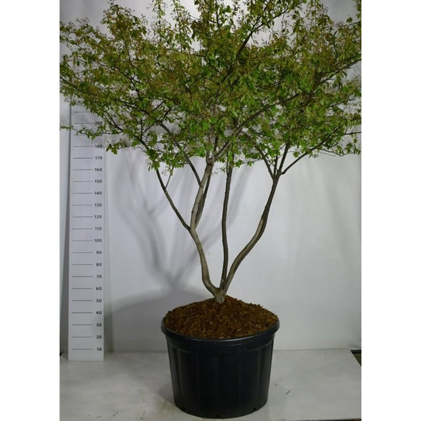 Prakttry – Amelanchier lamarckii - C230 200-250 cm. Meerstammig